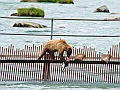 Alaska Wildlife-3
